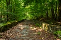 Winding stone steps with foliage horizontal Royalty Free Stock Photo